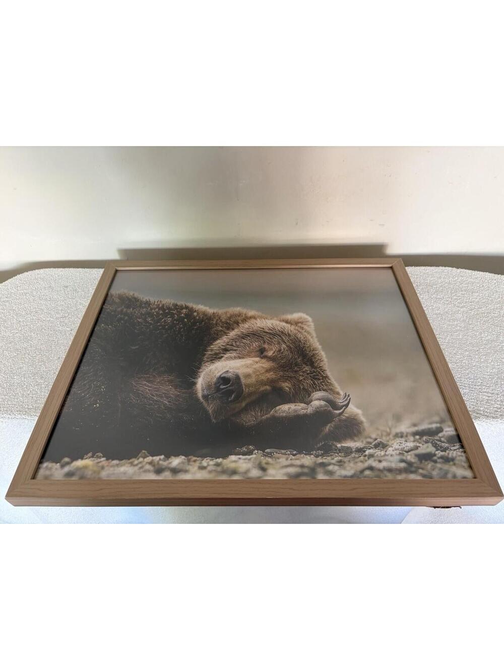 20" × 16" Bear Photography Framed ArtBrown - Threshold